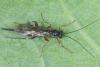 Pimpla turionellae